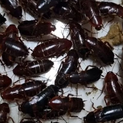 Kecoa Turkish Betina Indukkan paket 100 ekor