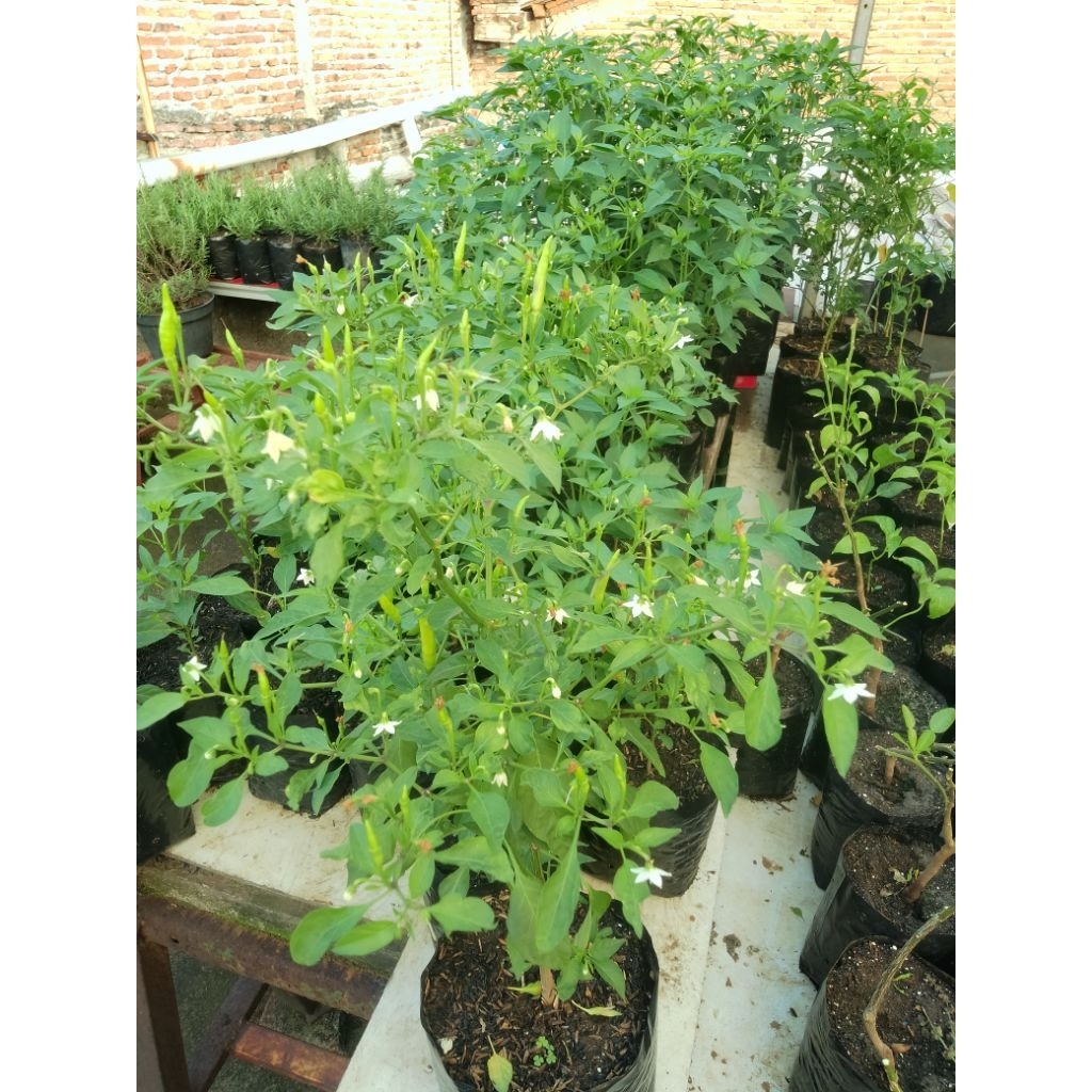 

tanaman cabe rawit ijo berbuah