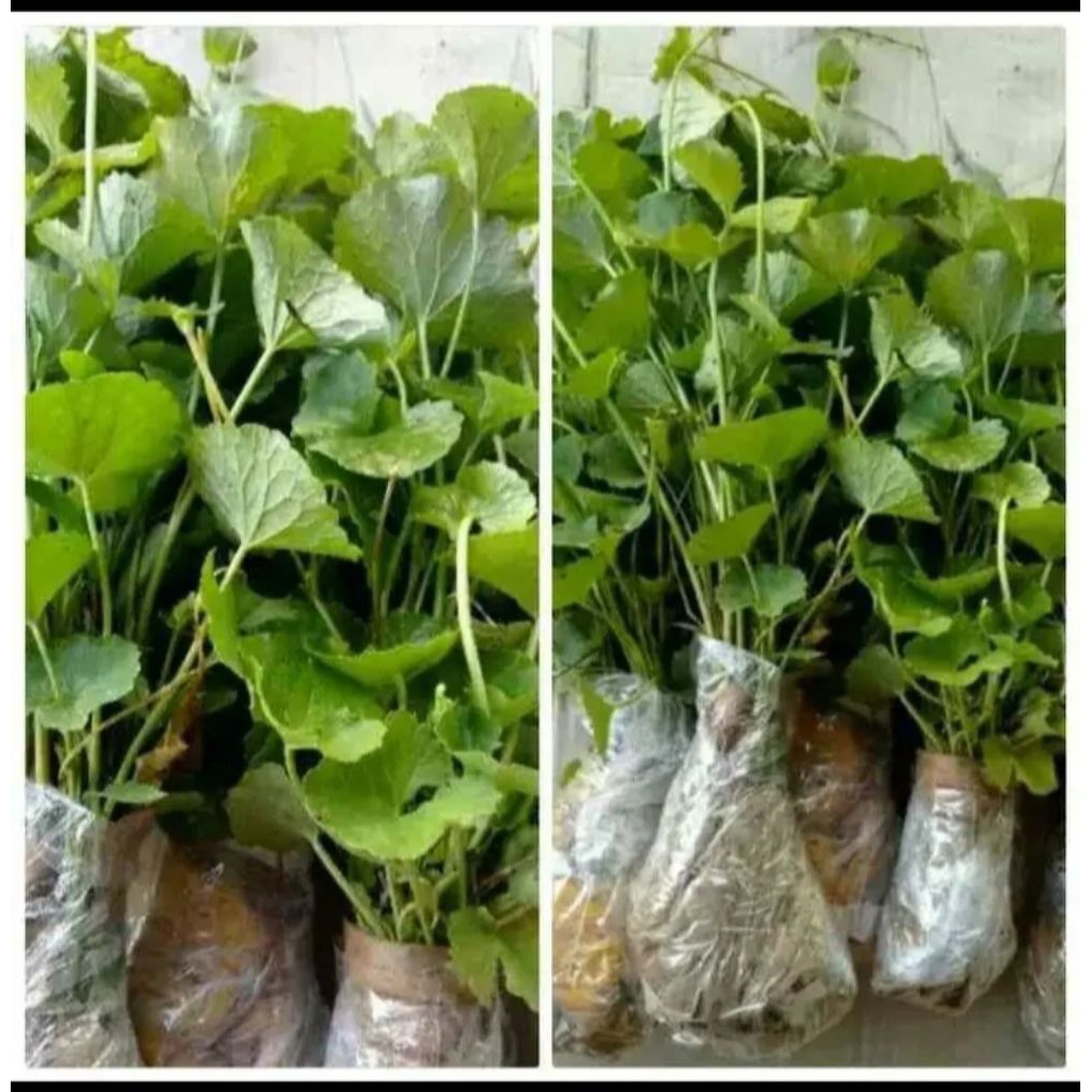 

daun pegagan segar atau antanan kemasan 500grm
