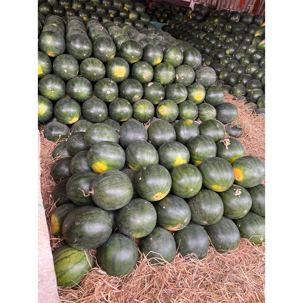 

BUAH SEMANGKA PERBUAH