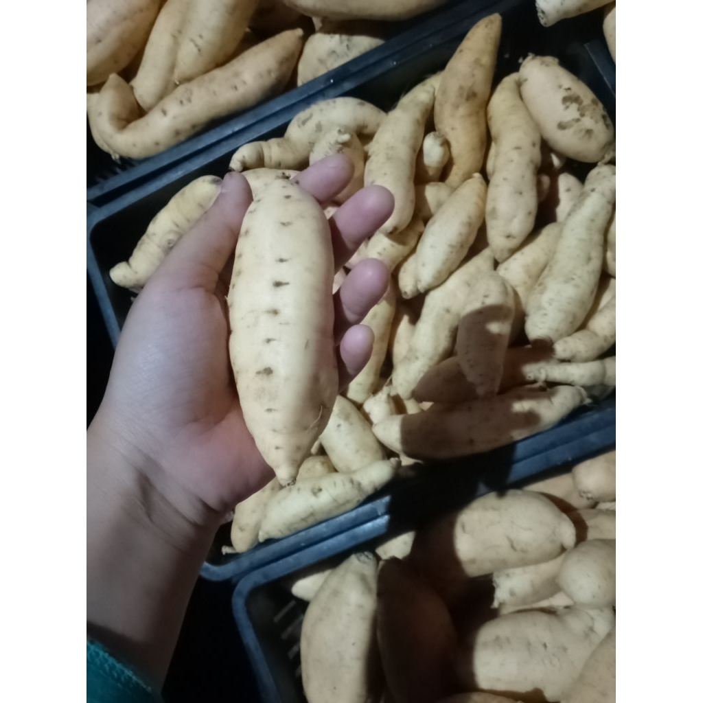 

ubi Cilembu lokal mentah 1kg grade B (ukuran sedang)