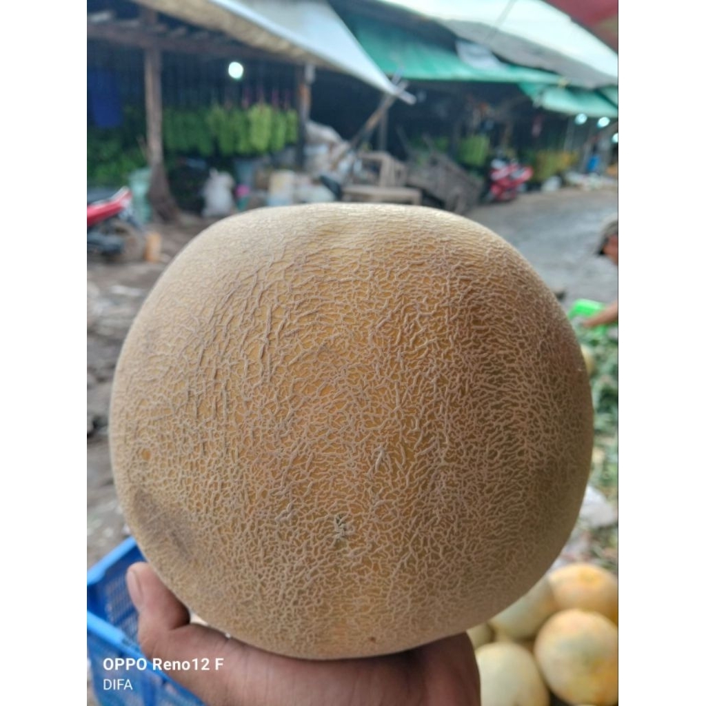 

melon madu harga perbiji
