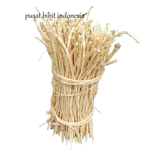 

Akar Alang alang Segar fres 1 kilo gram