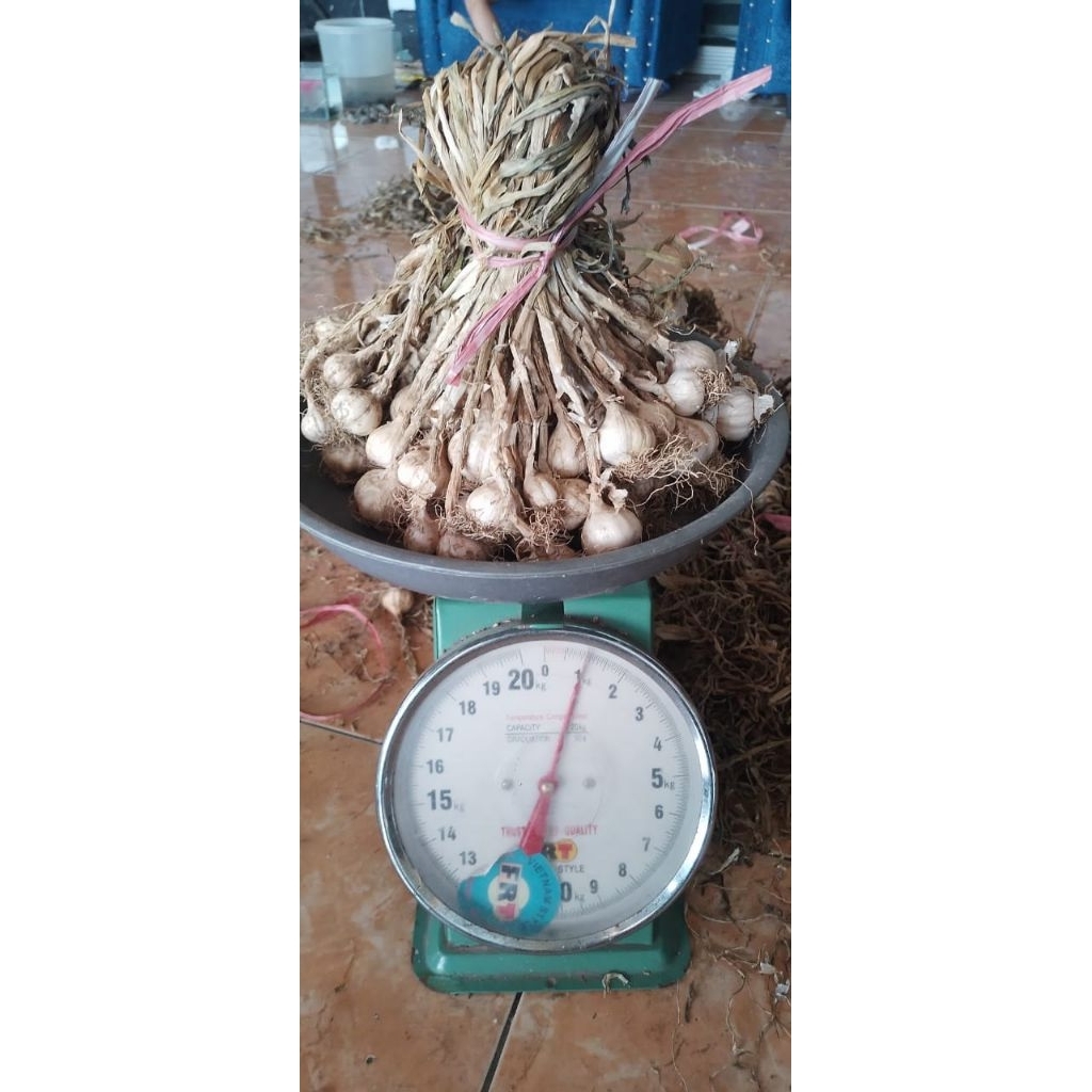 

bawang putih sembalun , bawang putih lokal asli lombok