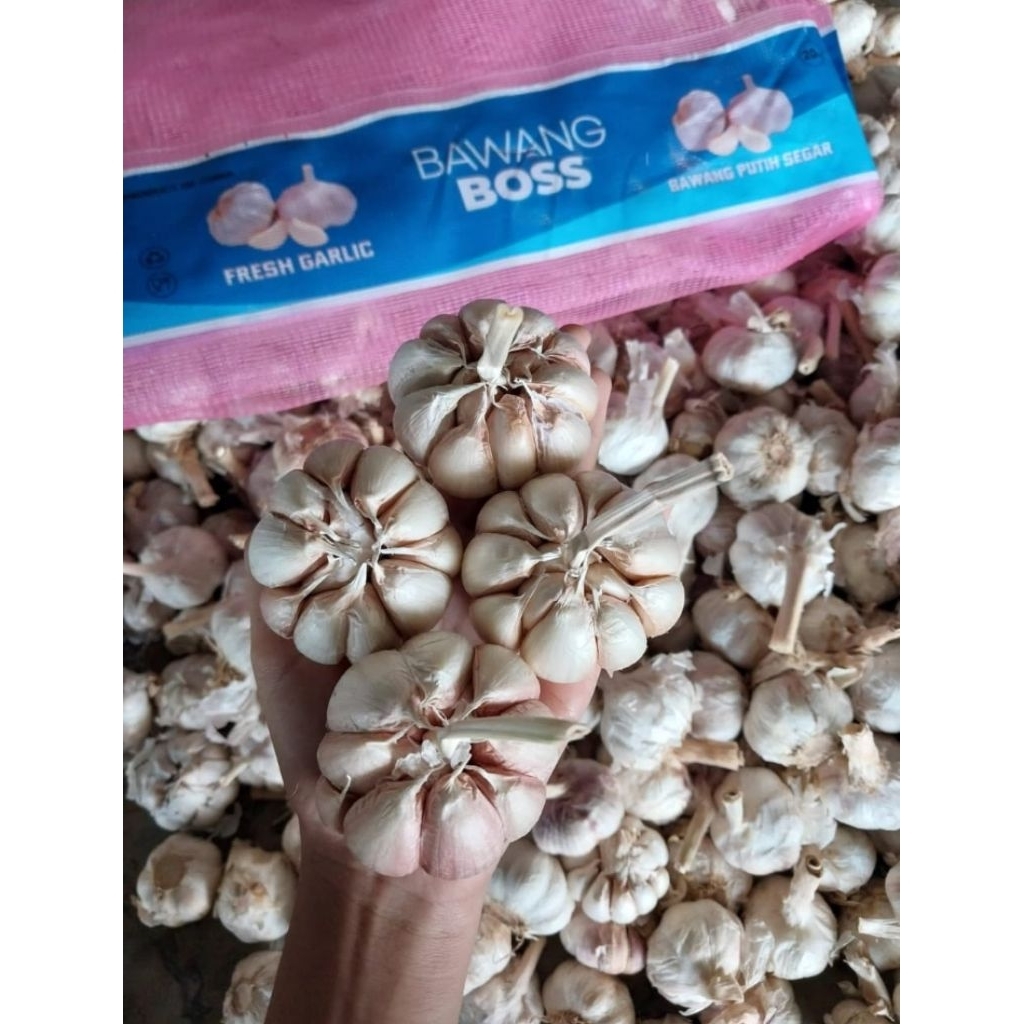 

bawang putih kating & sinco