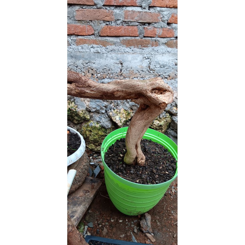 bahan bonsai rukem pucuk merah karakter tua meliuk