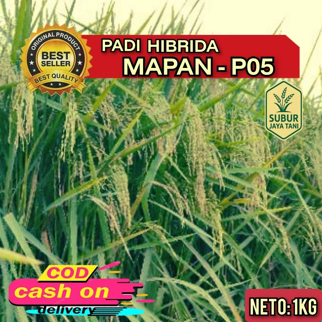 benih Padi HIBRIDA MAPAN - P 05 bibit padi super unggul Gabah berkualitas (1kg)