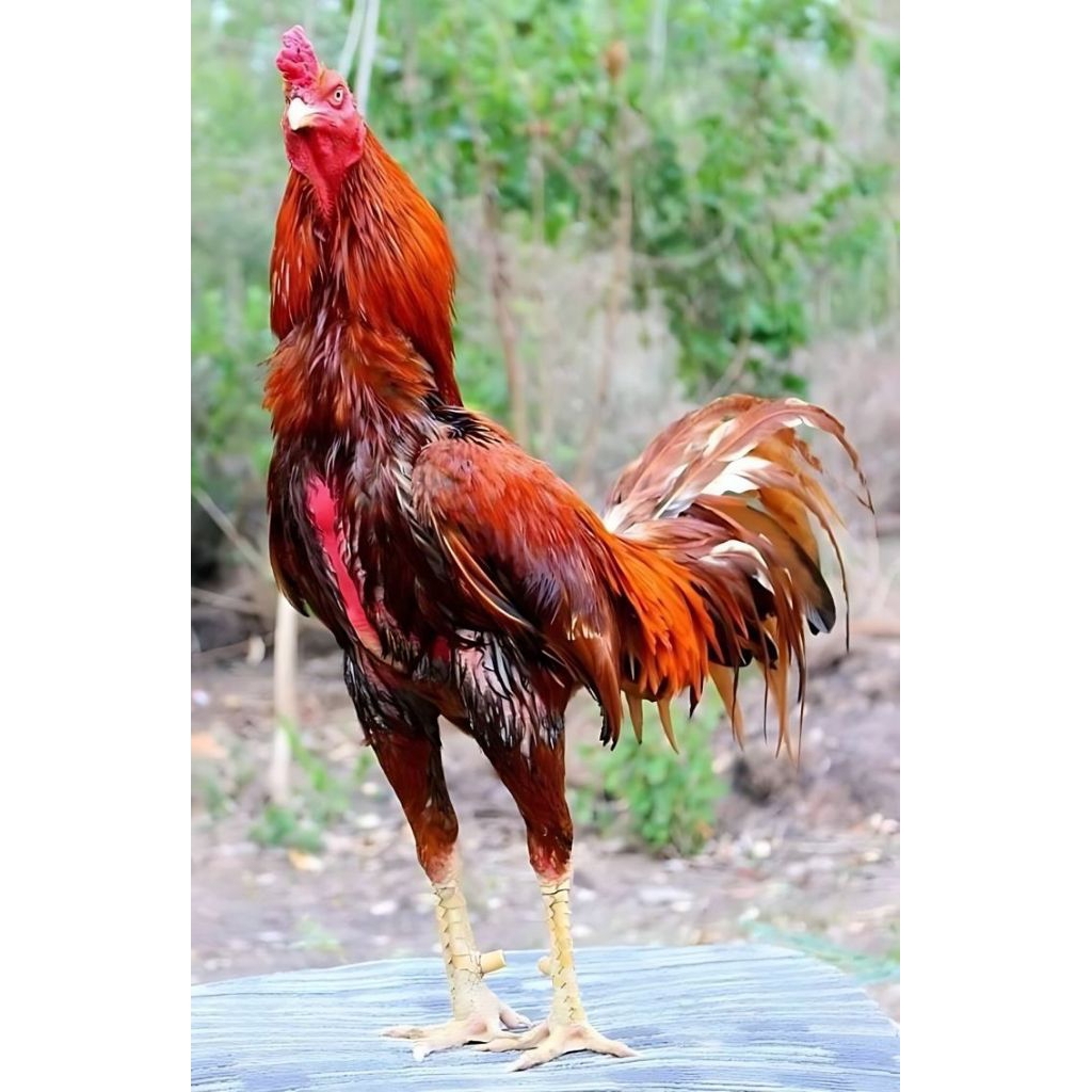 TELUR FERTIL AYAM BIRMA ORIGINAL SIAP UNTUK DI TETASKAN DI JAMIN MENETAS