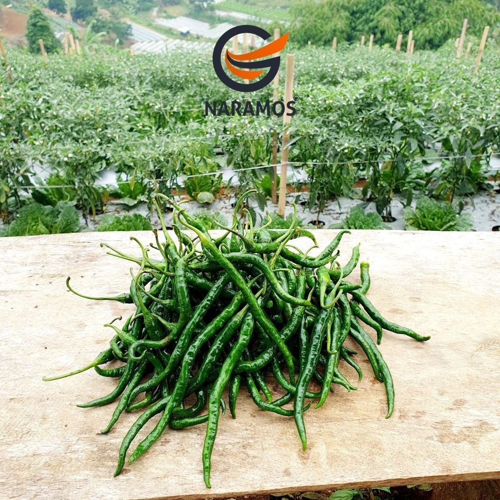 

Cabe keriting HIJAU segar 1kg