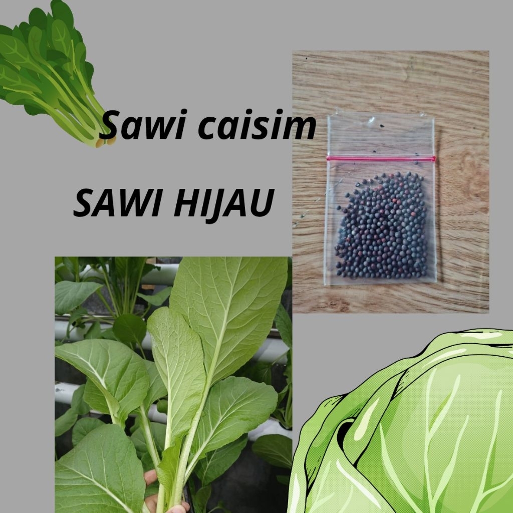

sawi caisin / sawi hijau/ sawi baso/ sawi enak
