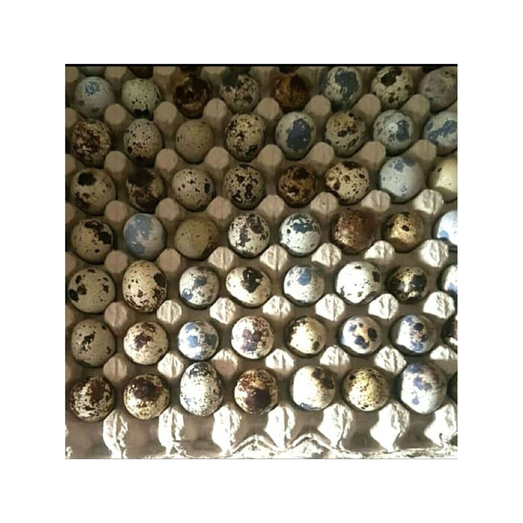 

Telur Puyuh Mentah per Kg