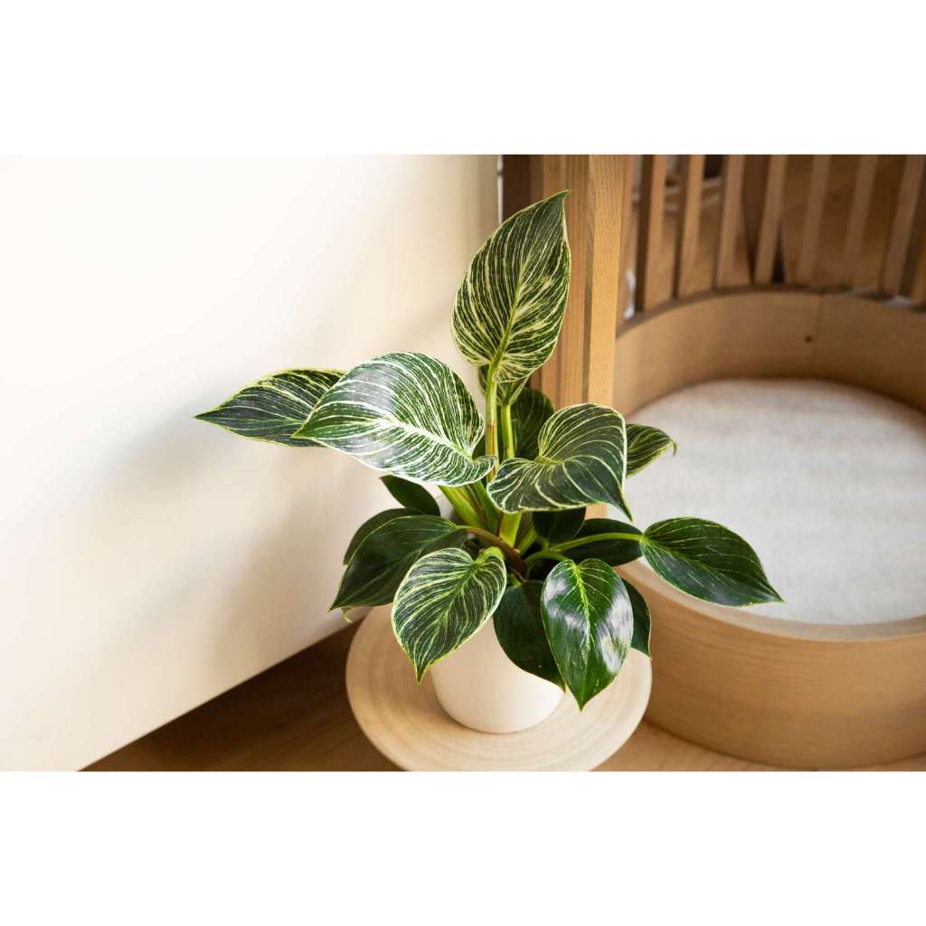 Bibit Tanaman Philo Birkin / Philodendron Birkin