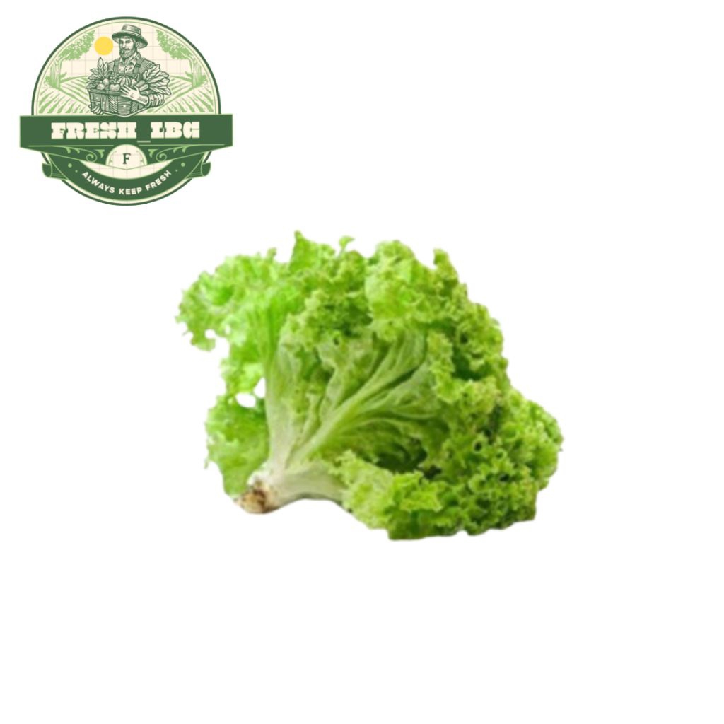 

saladah kriting 500 gram