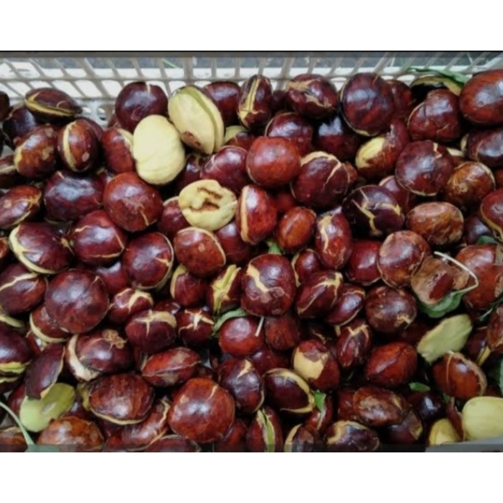 

jengkol tua sedang 1kg