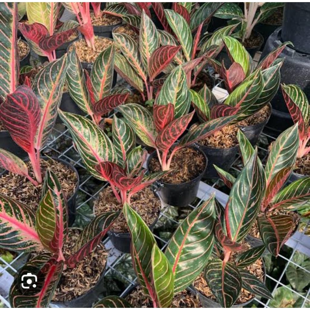 Aglonema Red Sumatra Murah/tanaman hias aglonema murah baby