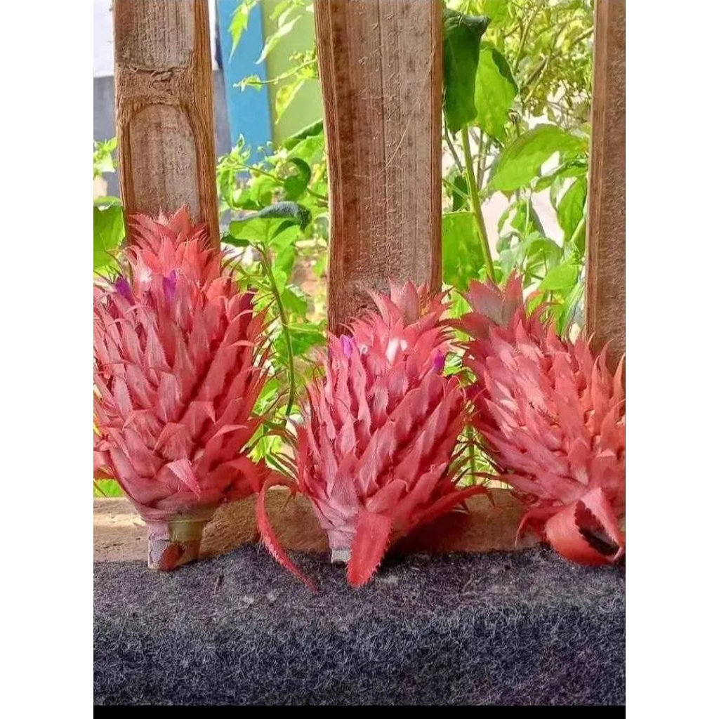 

Nanas merah hutan segar dan fres kemasan 500grm