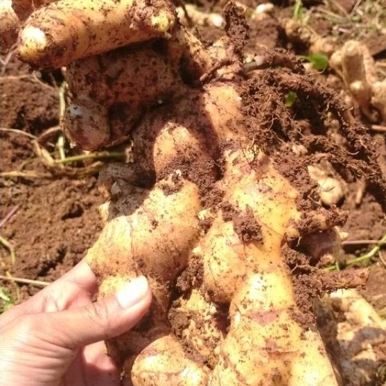 

jahe emprit fress lngsung dari petani 1kg