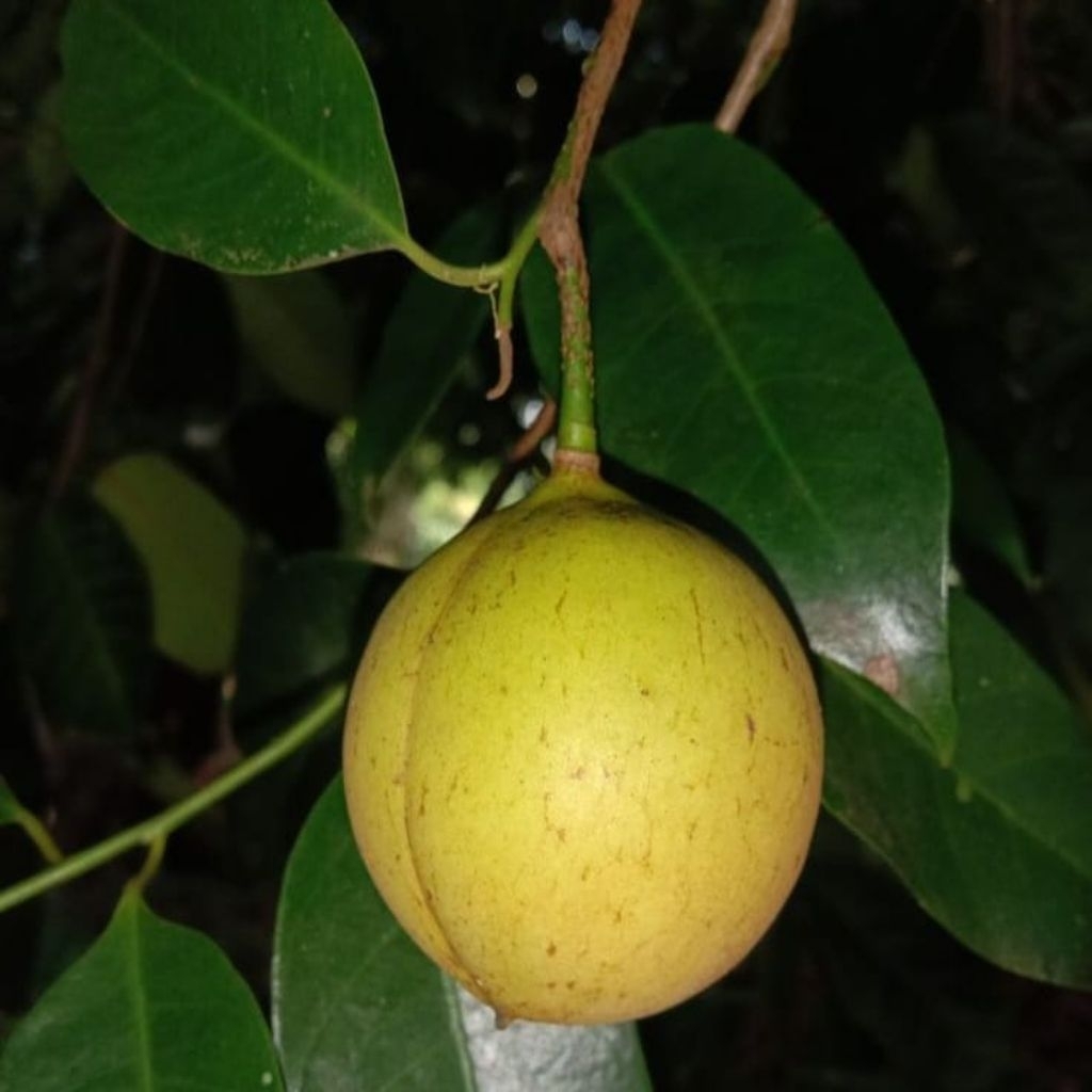 

(Mahal) Buah Pala Isi 10pcs Segar Pilihan