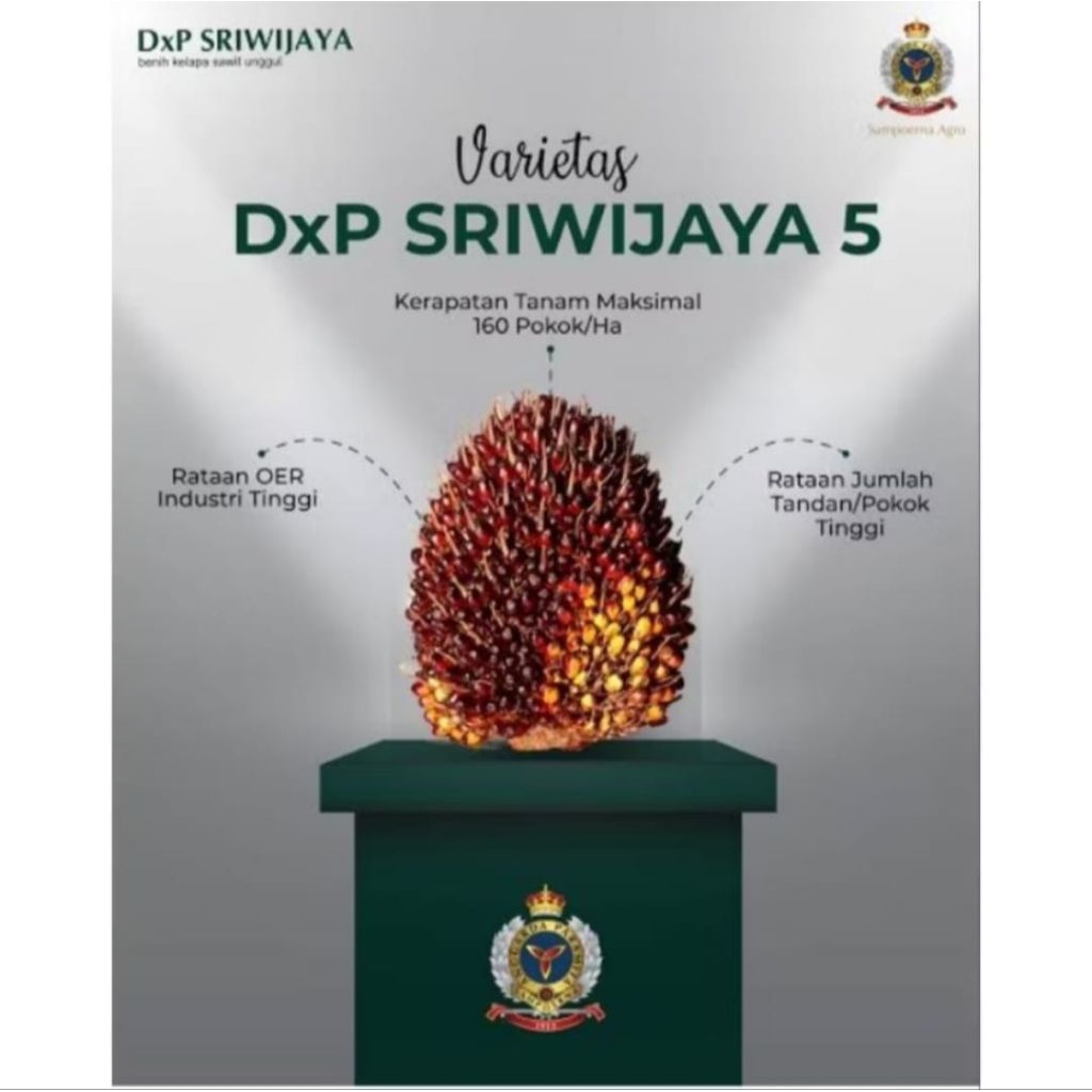 Bibit kecambah sawit unggul berkualitas SRIWIJAYA 5 dapat sertifikat