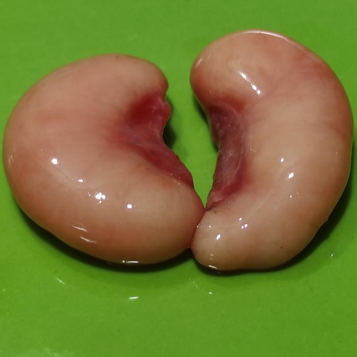 

Ginjal Turkey/Kalkun/Ginjal Ayam Kalkun