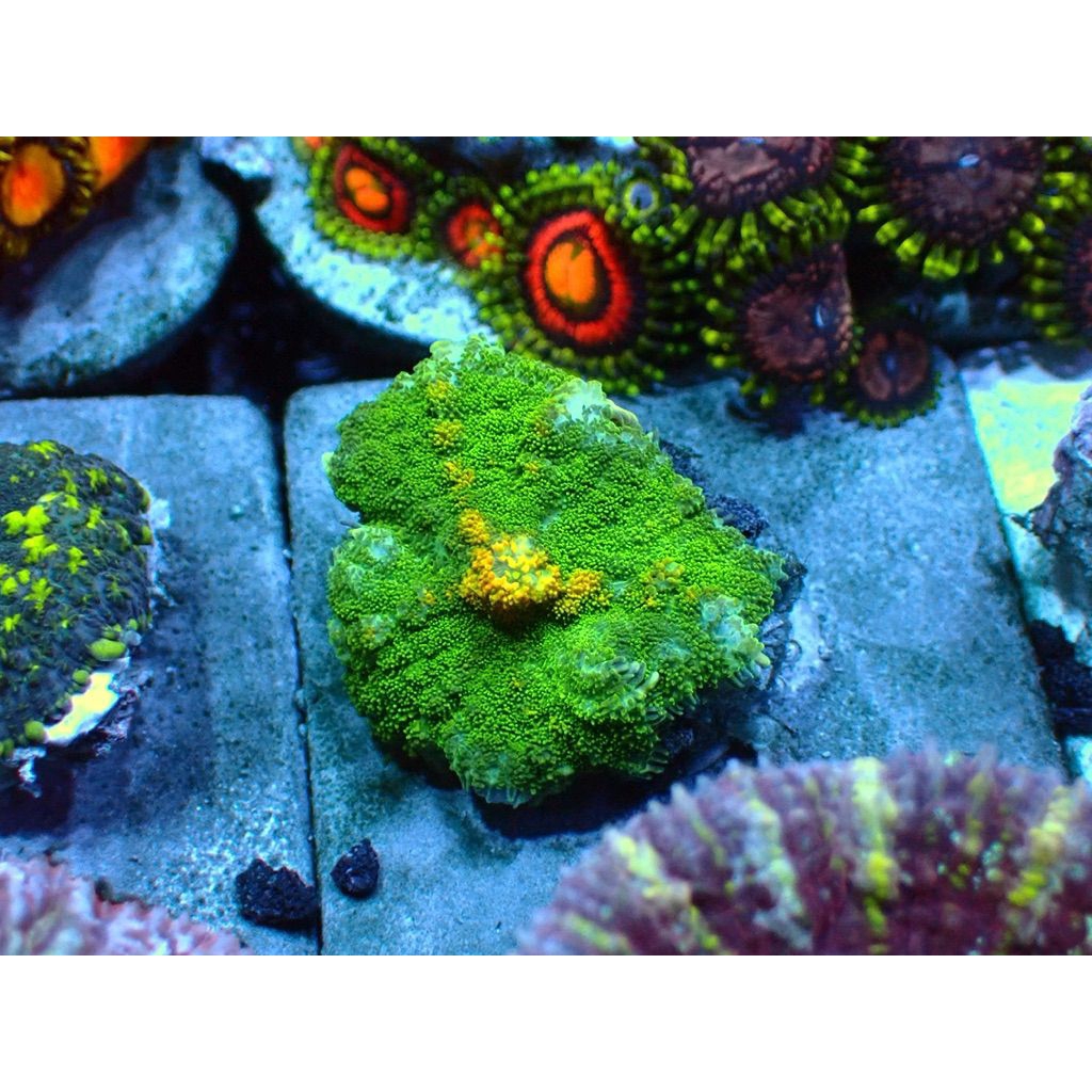 Coral Jamur Mushroom Reeftank Aquarium Laut