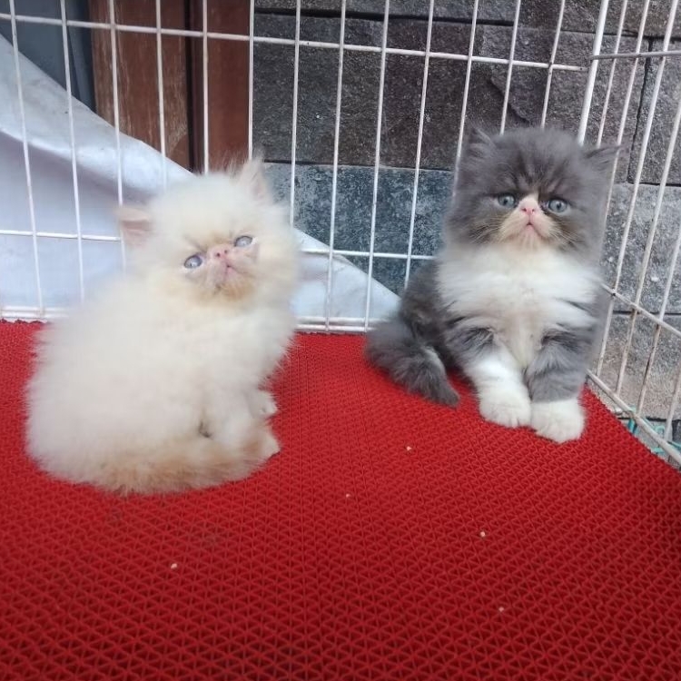 Kitten Persia Medium KHUSUS PENGIRIMAN INSTANT