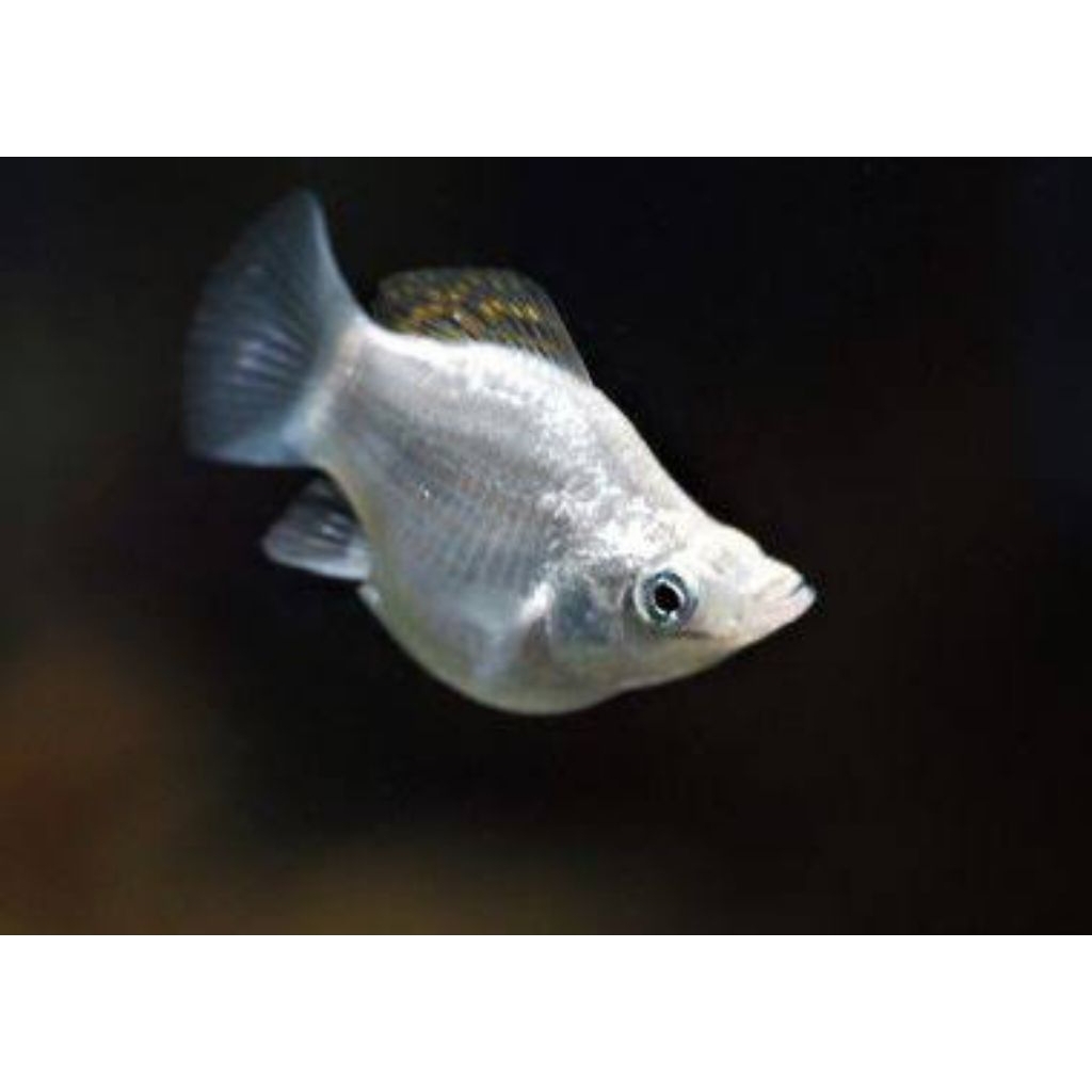 Molly balon platinum