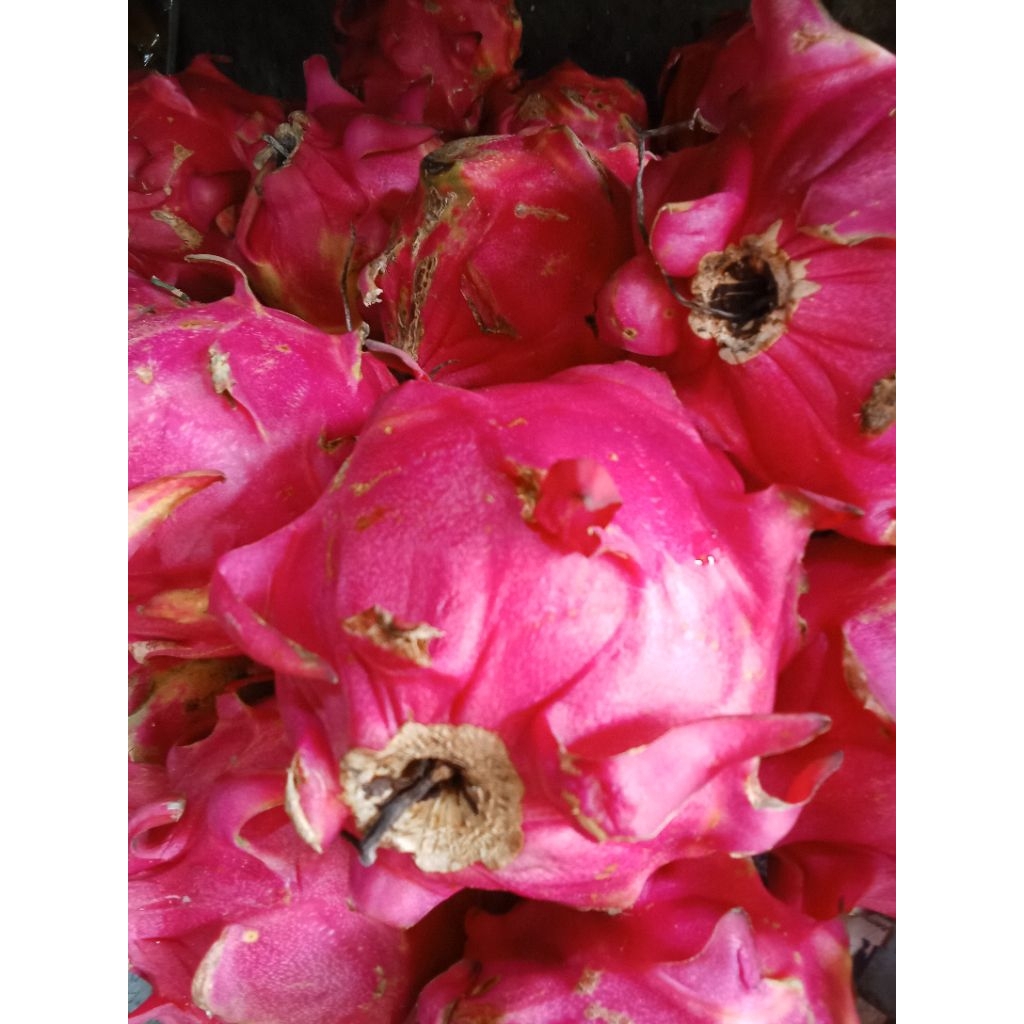 

BUAH NAGA BUAH SEGAR BUAH NAGA MERAH KAYA MANFAAT SATU KG