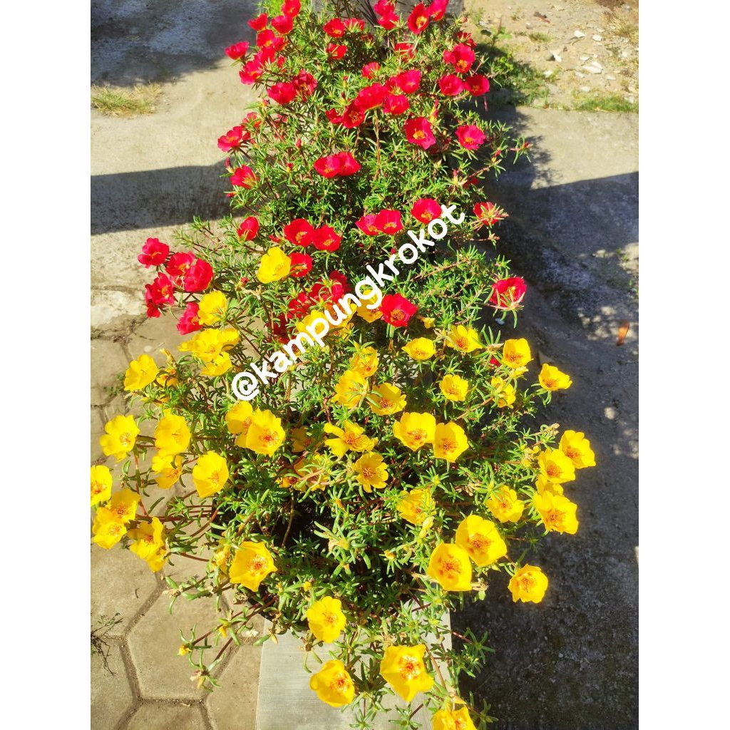 Benih Portulaca Single, Moss Rose, Krokot - isi 150 biji