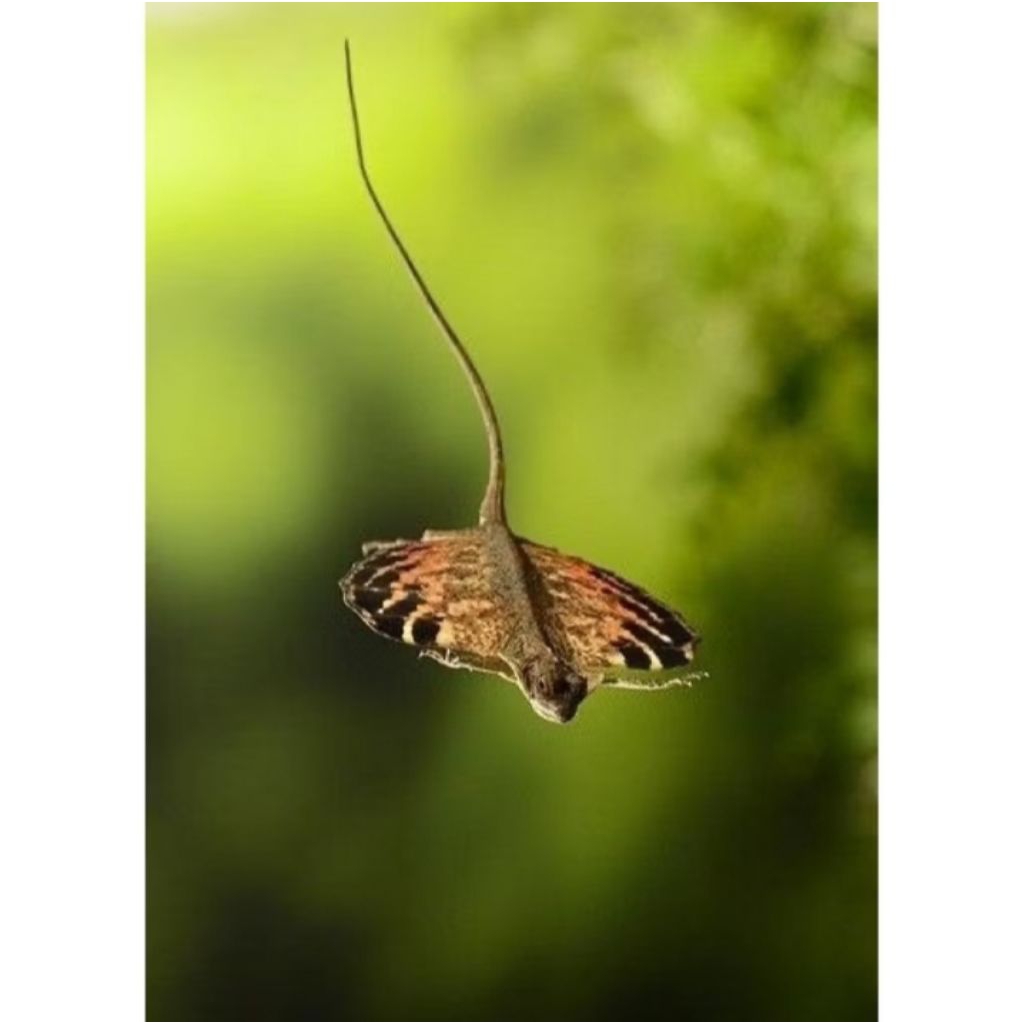 Draco Volans/Cekibar/Klarap Display Terrarium Reptile Jinak