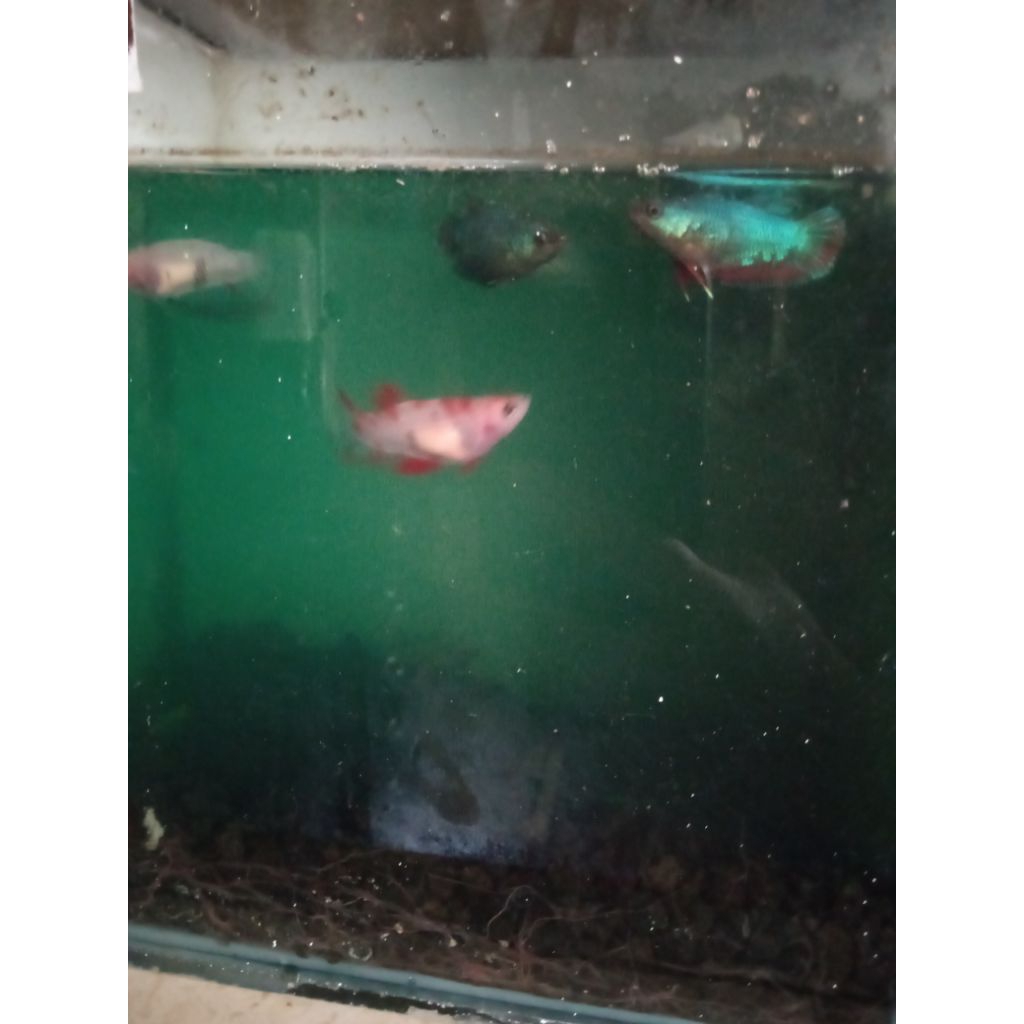 bahanan betina Red Koi Cooper