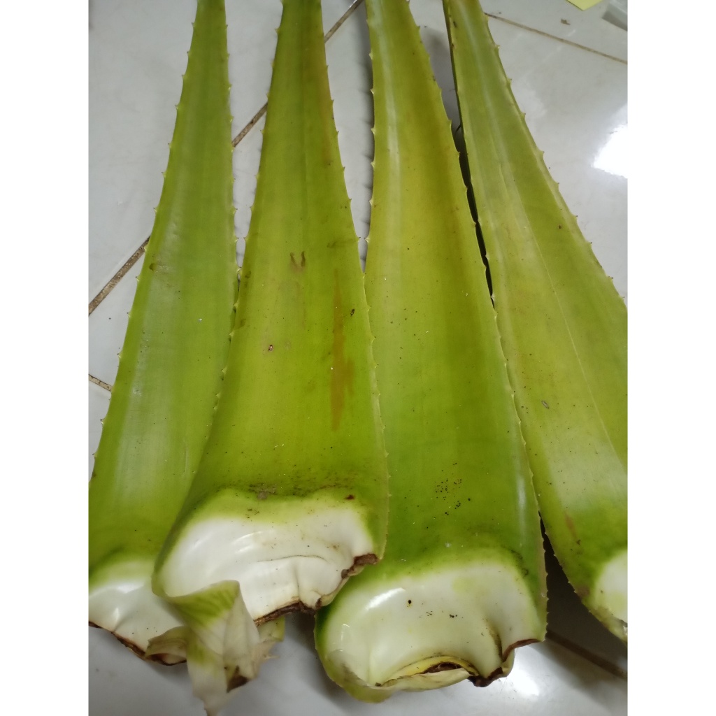 

PELEPAH LIDAH BUAYA JUMBO 400 GRAM BELI 4 GRATIS 1