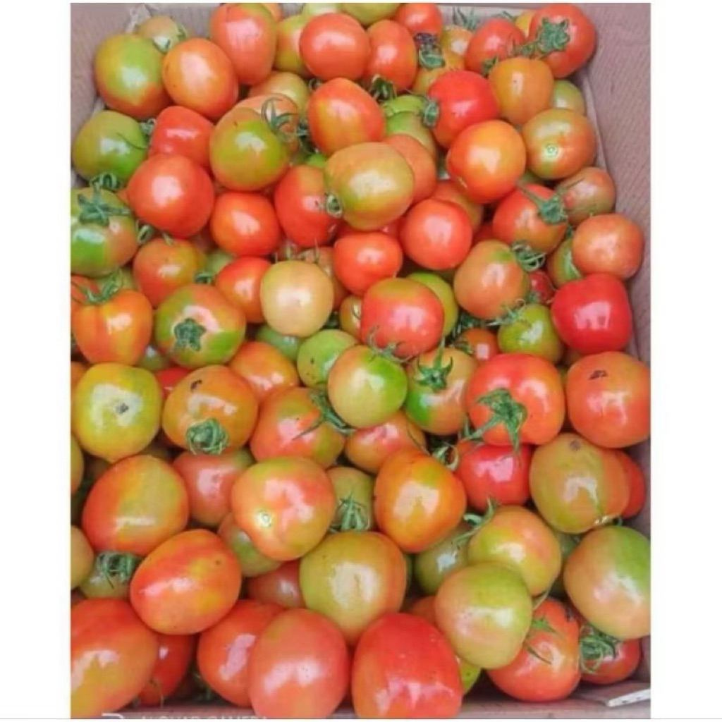 

TOMAT segar termurah 1kg