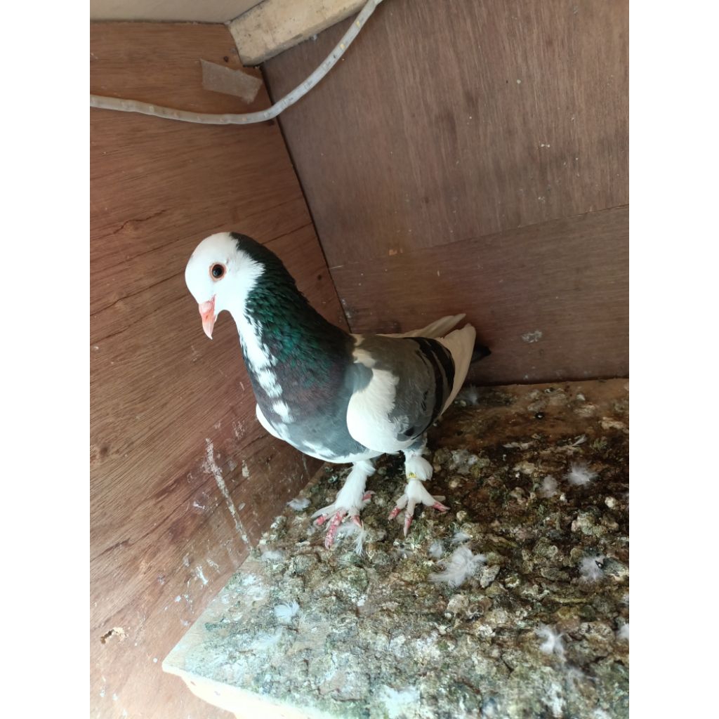 merpati plontang jembros