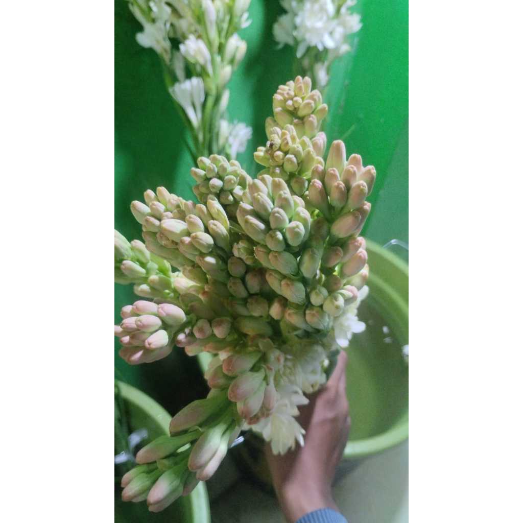 Bunga Sedap Malam Bandung Asli Segar Wangi Bunga Sedap Malam Segar Isi 1 Ikat 10 Tangkai Bunga