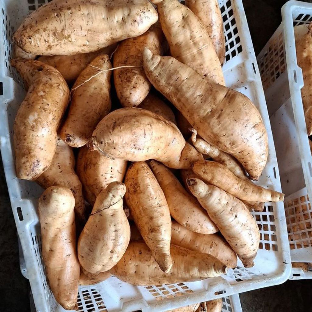 

Ubi Cilembu / madu - 1 kg