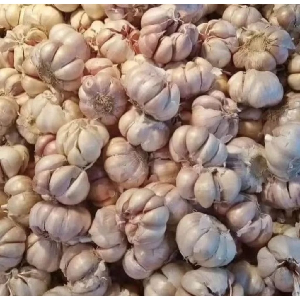 

Bawang putih bersih 1kg untuk bumbu masakan