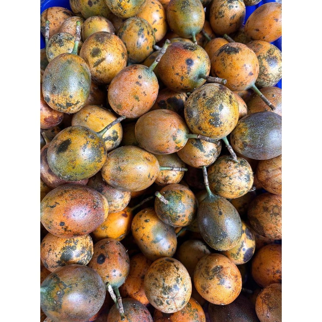 

Markisa atau konyal manis cocok untuk panas dalam