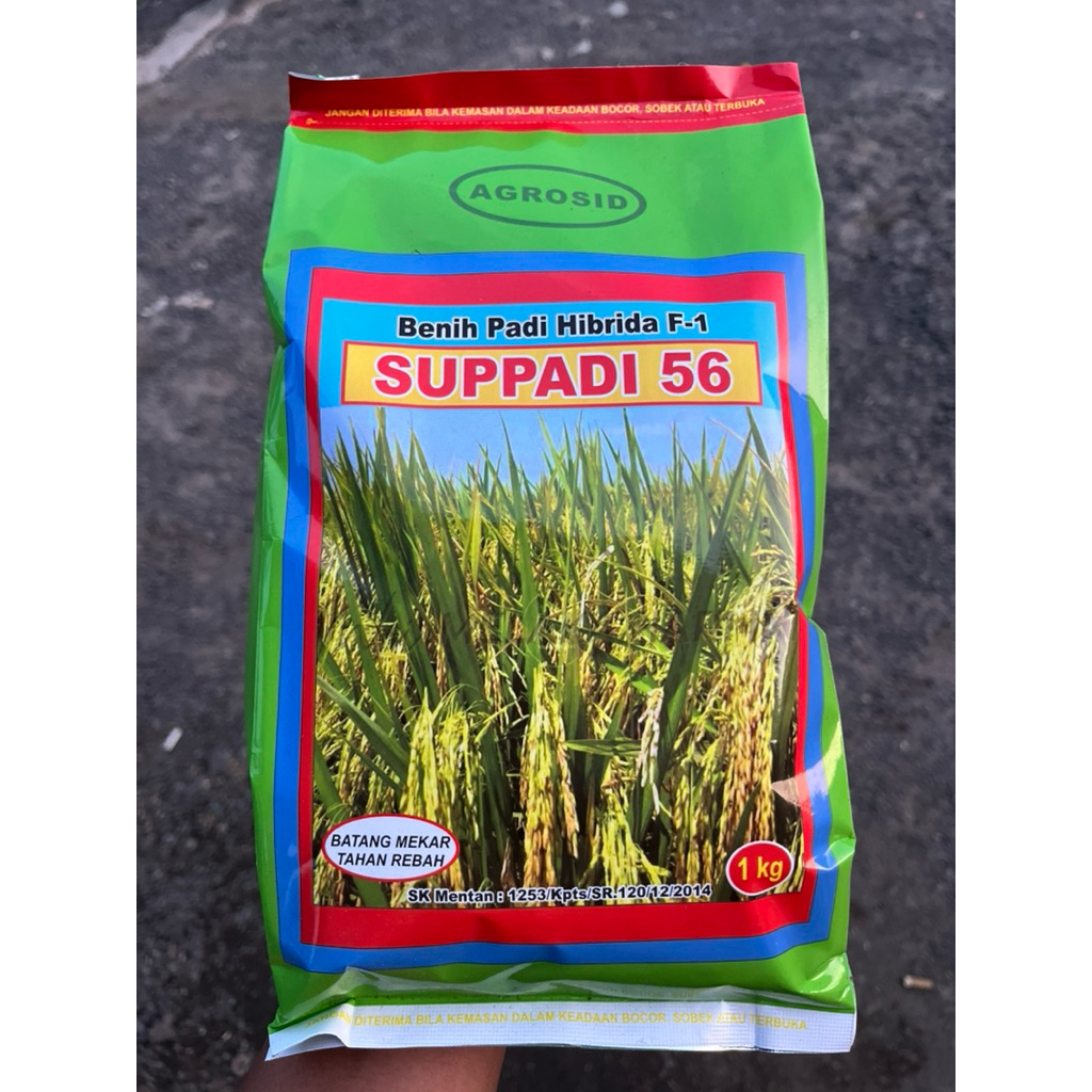 BENIH PADI SUPADI HIBRIDA F1