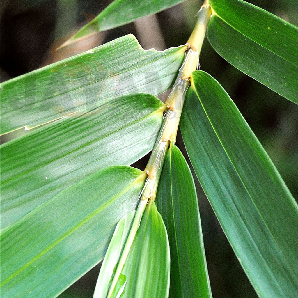 

Daun bambu segar Daun bambu fresh
