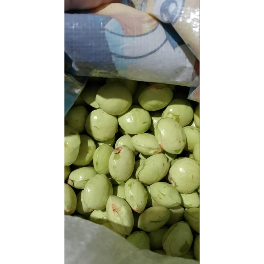 

jengkol muda untuk coel Sambal 1kg bersih (Belum di kupas)