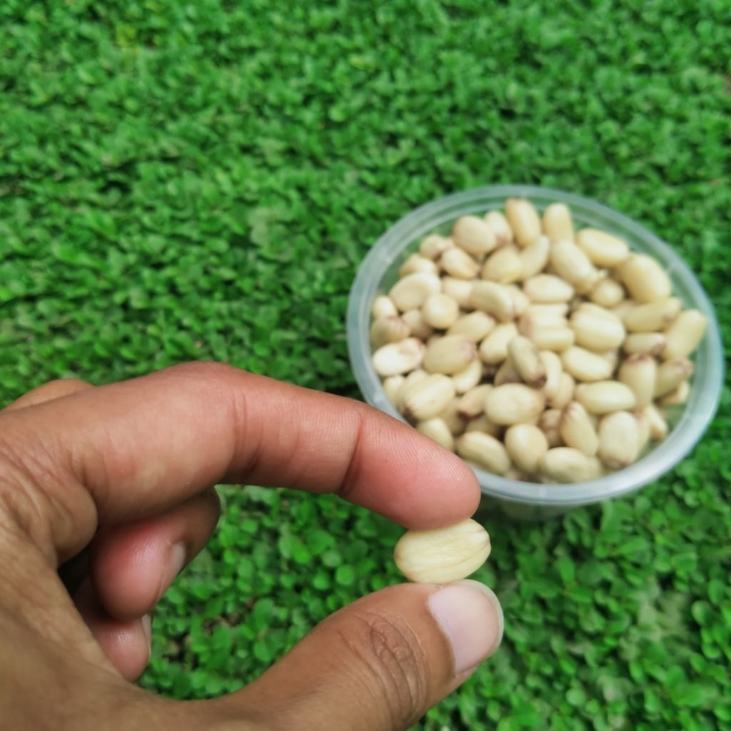 

biji jarak fermentasi berkualitas