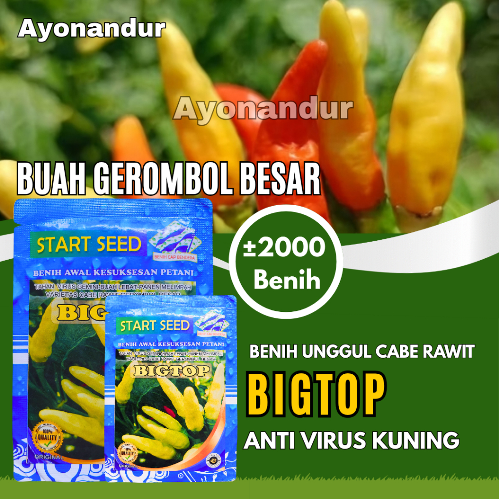 Benih Cabe Rawit BIGTOP Bibit Cabe Gerombol Besar Tahan Virus Super Pedas