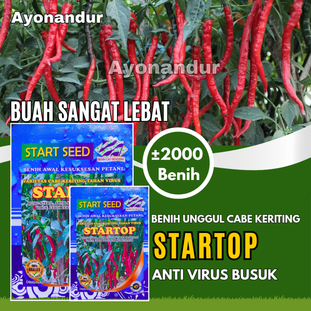 Benih Cabe Keriting Startop Tahan Virus | Anti Layu, Panen 75 Hari, Lebih Lebat