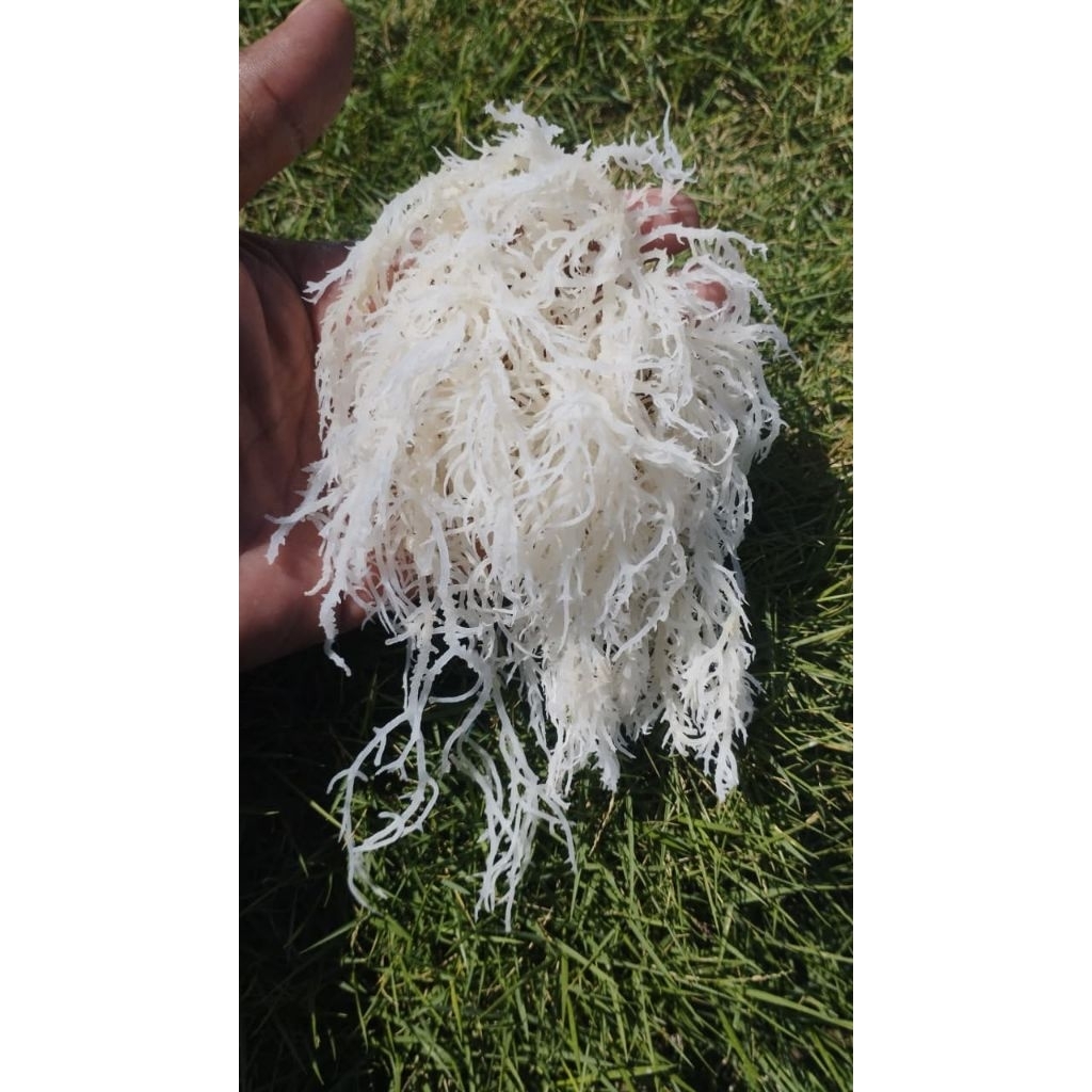 

Rumput Laut Kering 1 Kg