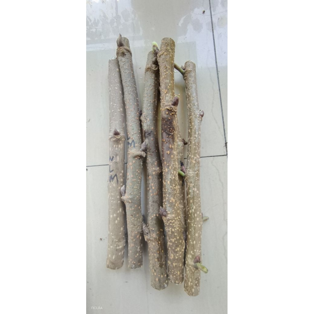 bibit batang pnjg 40cm | cutting long murbei /white murbei