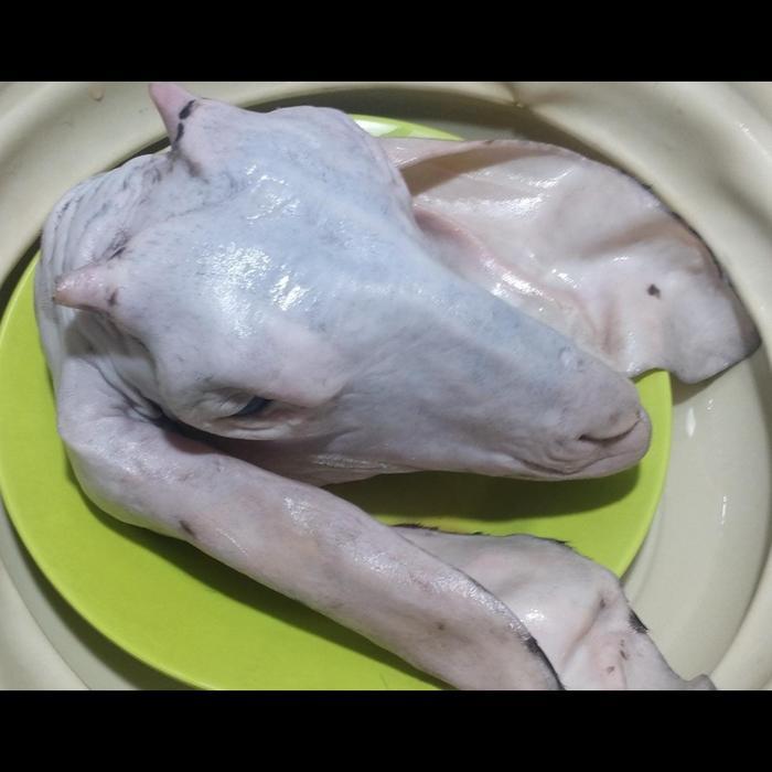 

Kepala kambing utuh bersih beku