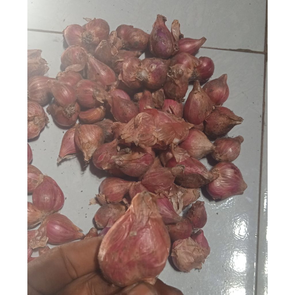 

bawang merah nganjuk