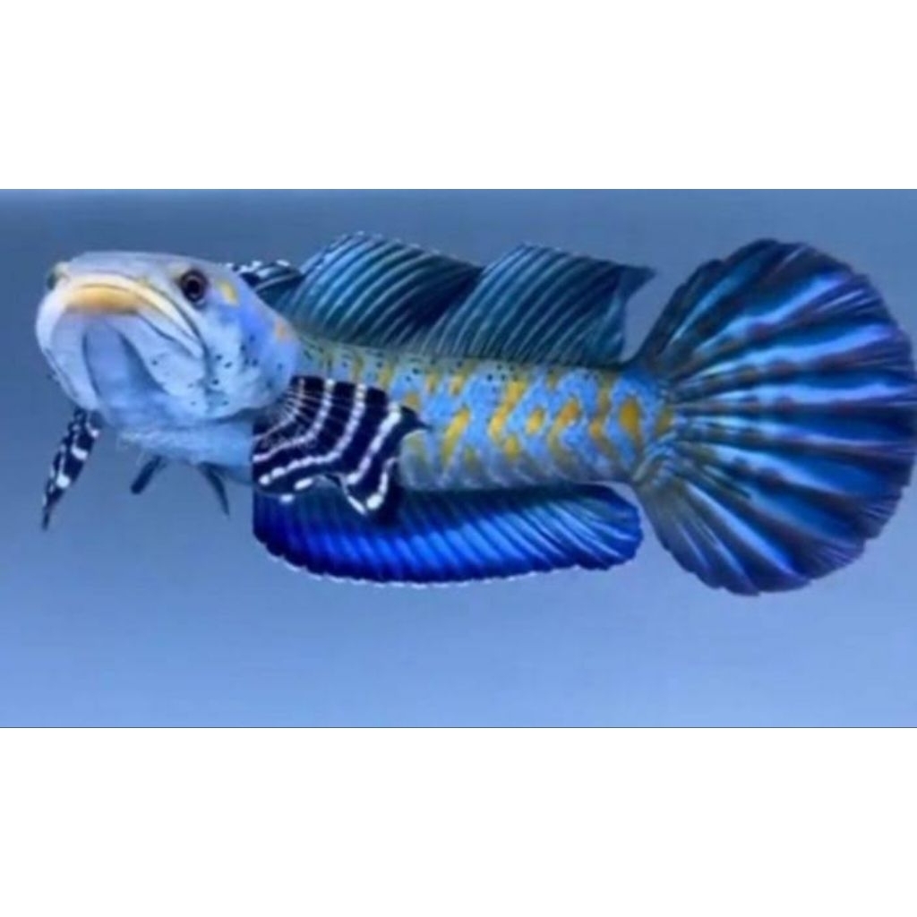 Hiasan Aquarium | Blue Pulcra | Single Tank 6-8 cm