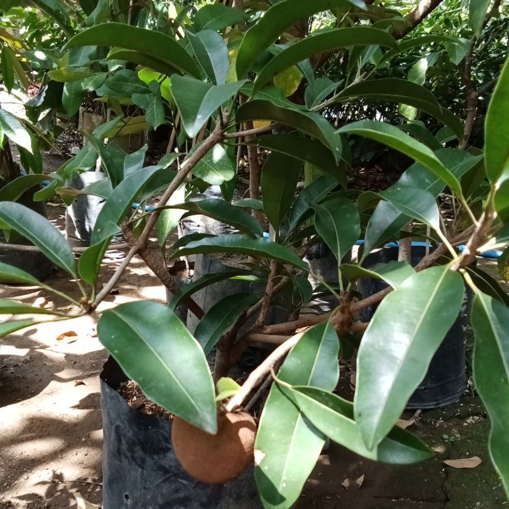 bibit sawo jumbo Vietnam hasil cangkok